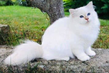 Photo de REVEUSE Lilac Tabby point